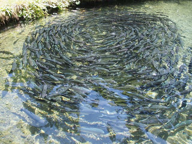 You are currently viewing From Catfish to Tilapia: A Guide to Starting and Running a Successful fish farm in Nigeria